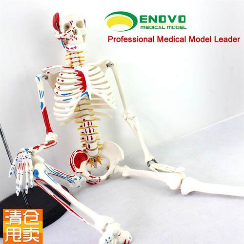 ENOVO颐诺医学85CM人体骨骼模型神经K肌肉起止点骨架瑜伽教学脊柱