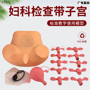 妇科内诊检查模型子宫触诊视诊高级I妇科检查训练模型带8子宫病变