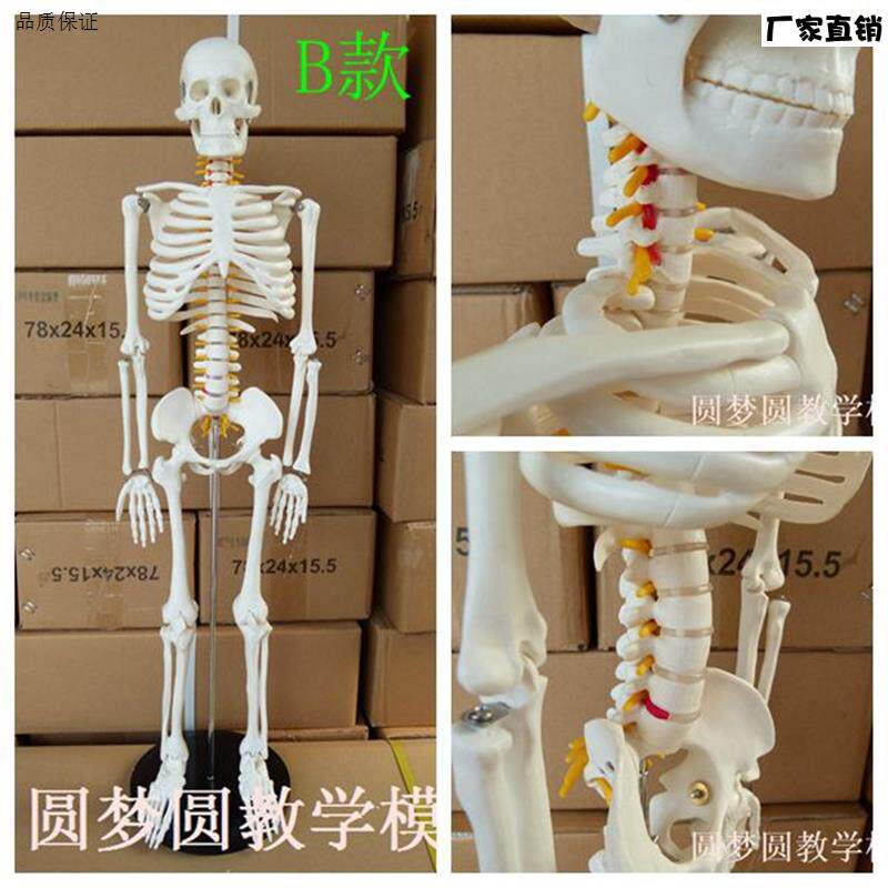 85CM人体骨骼模型附神经椎间盘医用骨架模型脊椎P神经模型脊柱