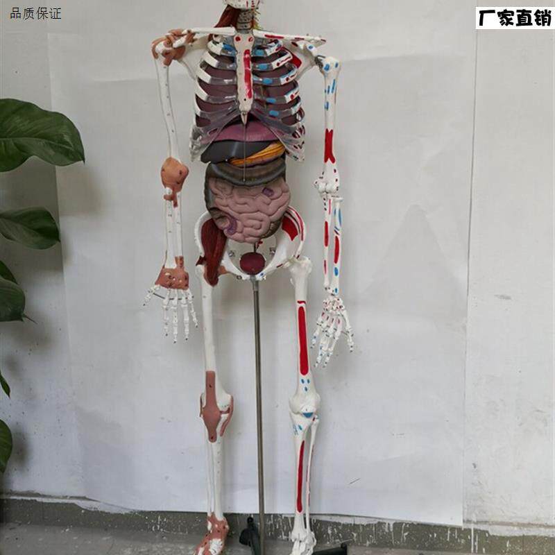 170cm人体骨骼韧Q带肌肉编码内脏骨架模型医用教学讲解