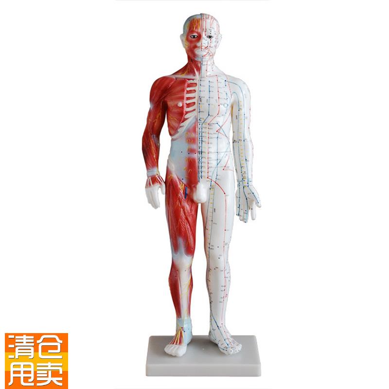 60CM男性针灸模型(带肌肉解剖)人体I全身穴位模型(半身带肌肉)