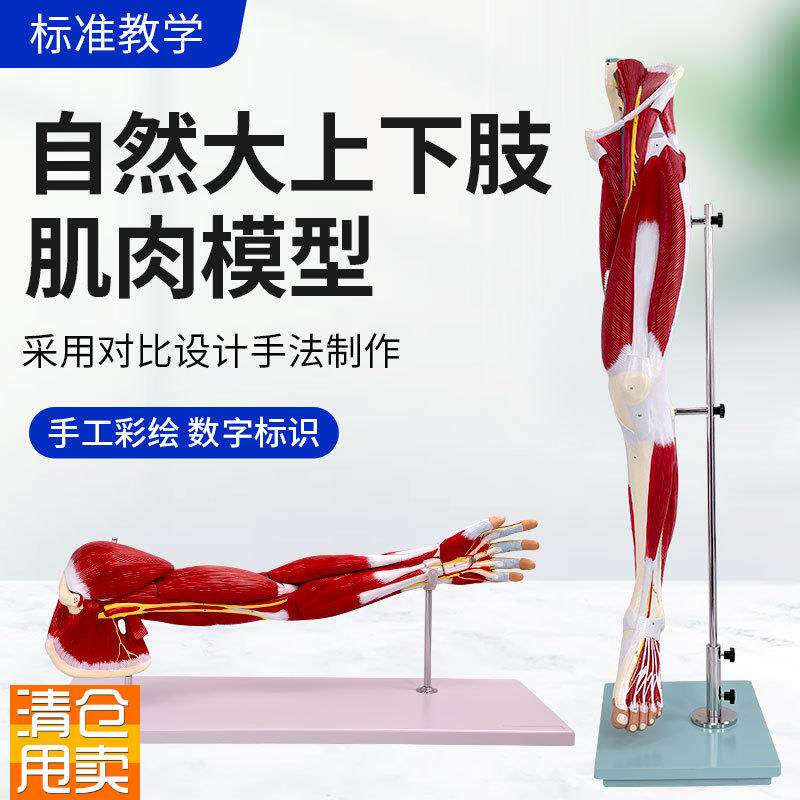 上肢手臂肌肉f解剖下肢腿肢肌肉附血管神经模型人体肌肉构造模型