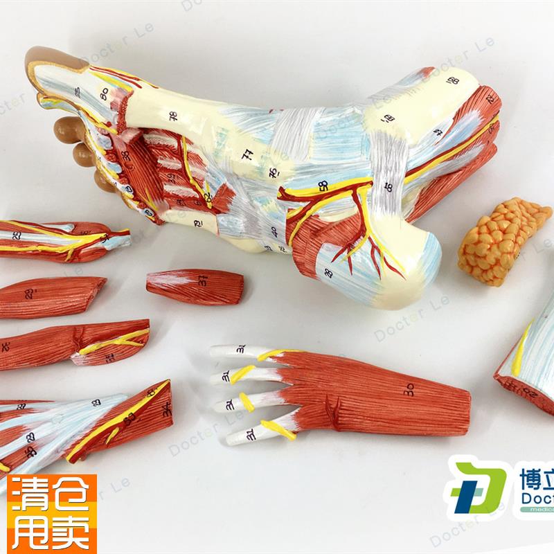 医用人体足底层次解n剖脚关节肌肉神经血管韧带模型手足外科脚模