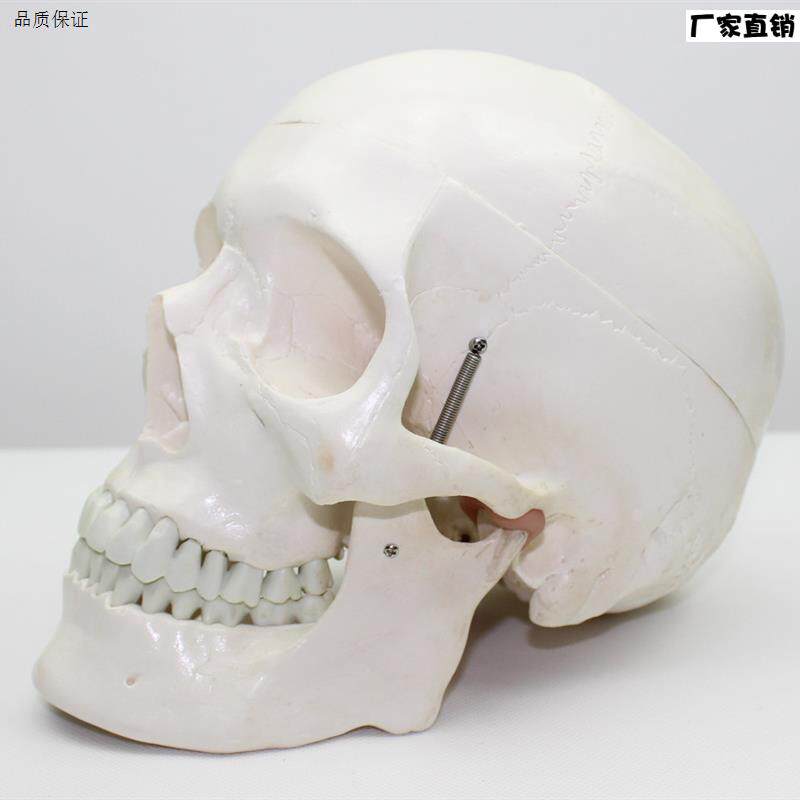 颐诺正品标准人头骨模型美术医用艺用头D骨头颅骨模型骨科口腔标