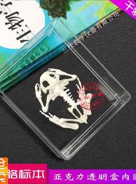蛙骨骼标本两栖类动物骨骼中y学小学生物教材教学演示社区科普