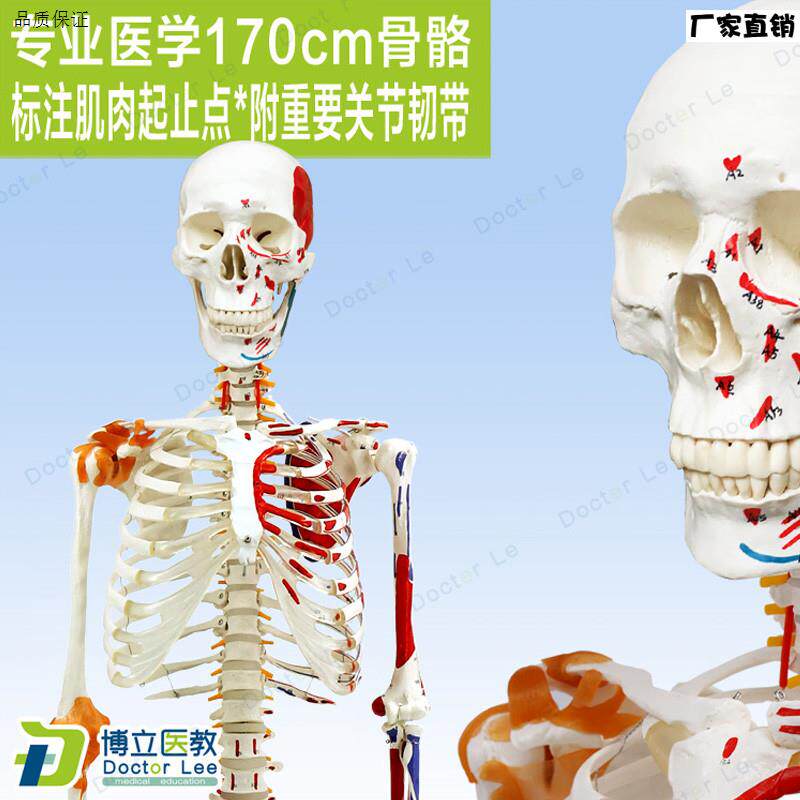 高端医用170JCM骨架附肌肉标识韧带脊柱解剖人体骨骼模型