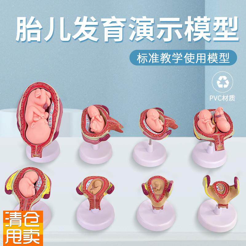 妊娠发育过程模型m胚胎计划生育模型计生展示模型胎儿模型子宫