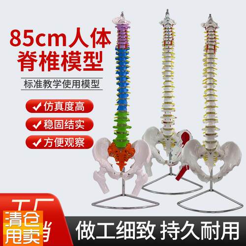 人体骨架腰椎e1:1仿真脊柱解剖可弯曲医学神经骨骼教学脊椎骨模型
