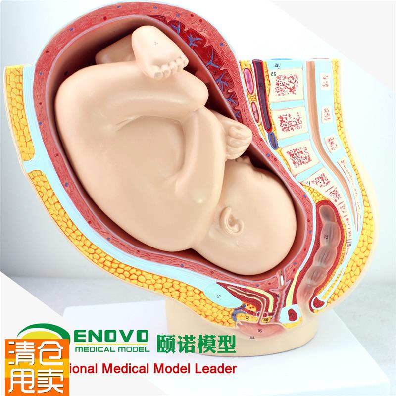ENOVOc颐诺人体女性妊娠足月胎儿盆腔系统模型怀孕生殖系统子宫妇
