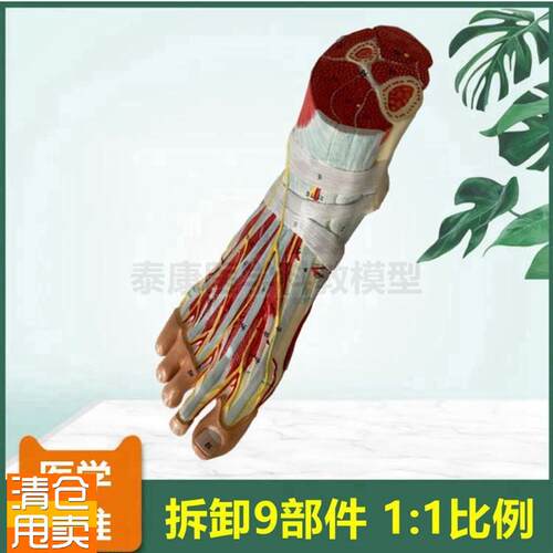 脚解剖模型足底肌可p拆卸踝关节胫腓骨肌肉筋膜韧带关节骨骼