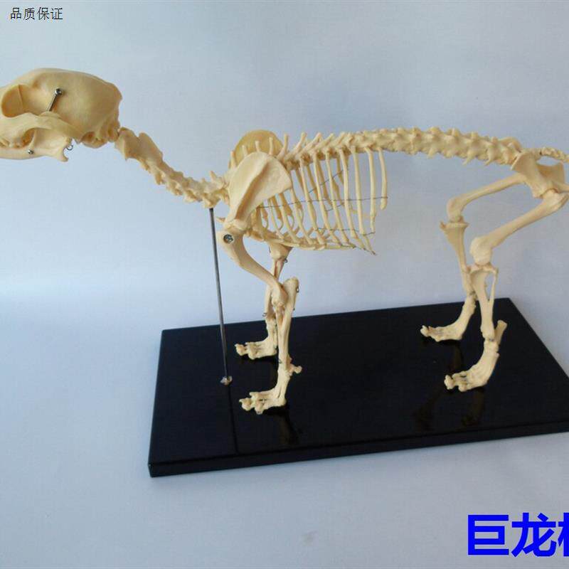 骨科器械狗C骨骼标本模型宠物动物狗猫犬教学骨架骨头骨骼模型