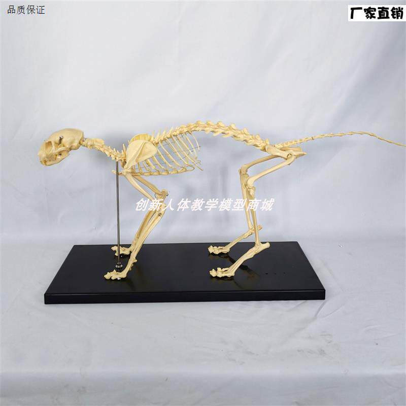 猫全身骨骼模型高仿真猫骨骼标本动物骨架T带底座宠物医院兽医用