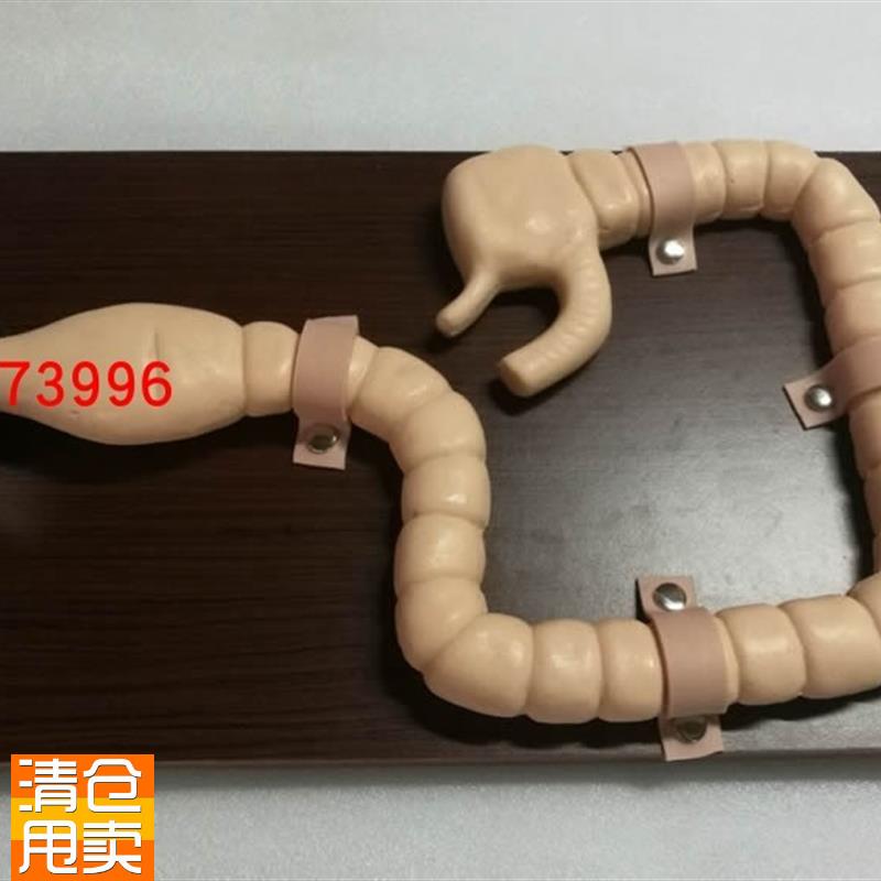 乙状结肠镜检查r模型大肠肠道病变检查模型