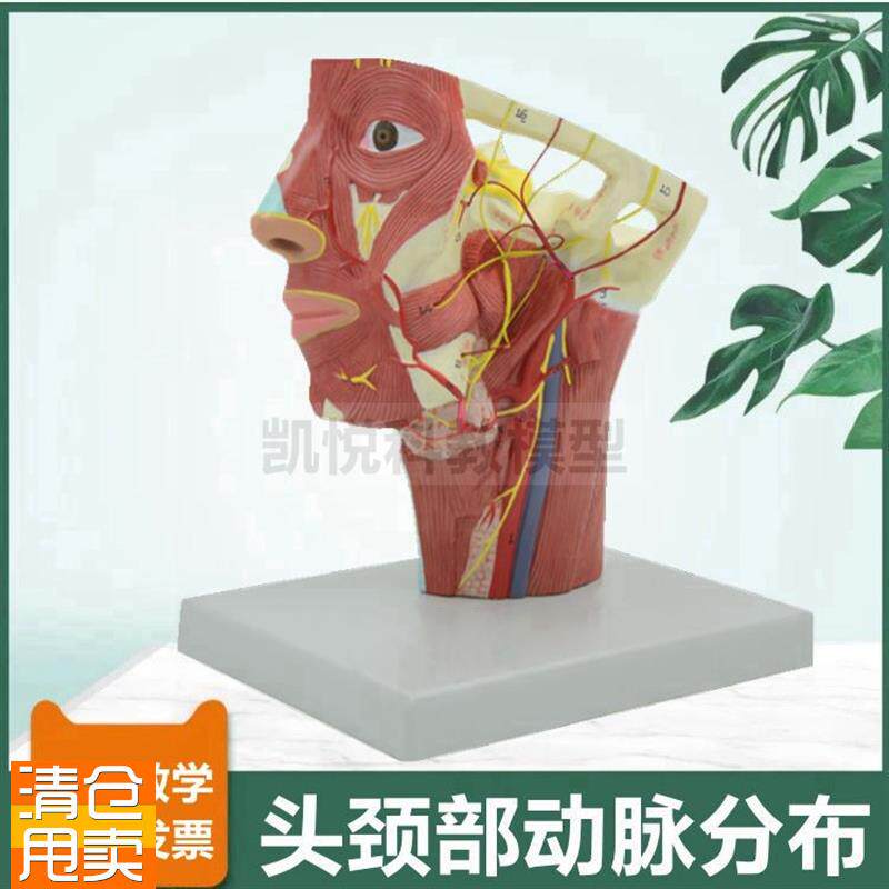 面部血管分布模型颈部动脉深浅肌肉静脉H12对脑神经颅牙科医美整