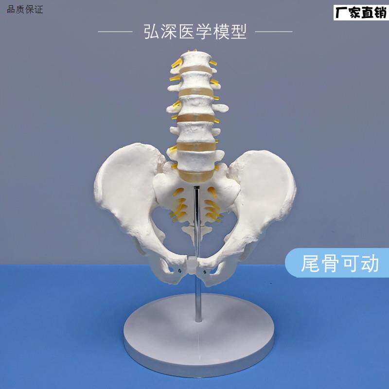 骨盆带五n节腰椎模型人体关节盆骨骼神经髋骨骶骨可活动医学教学