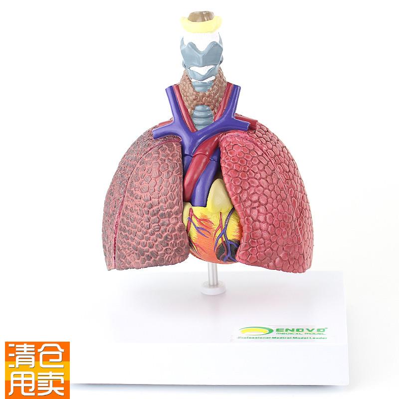 ENOVO颐诺人体心肺疾病演示模型正常肺吸烟肺支气X管炎心脏病理