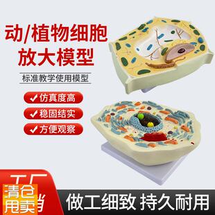 动物植物细胞模型显微结构u解剖模型生物细胞膜细胞质细胞核线粒