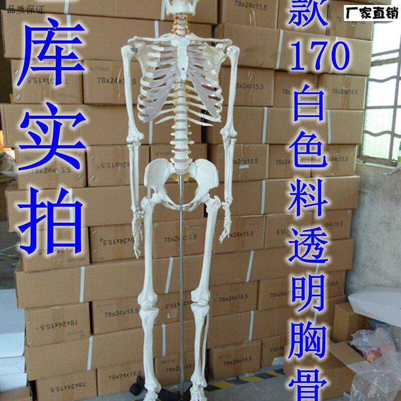 新款美术艺用医用标准的170cm人体K大骨骼模型骷髅骨架标本