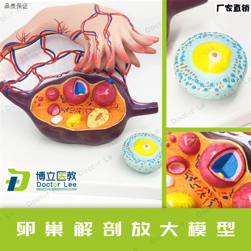 卵巢解剖放大模型卵巢k模型女性子宫卵巢结构模型卵泡发育输卵管
