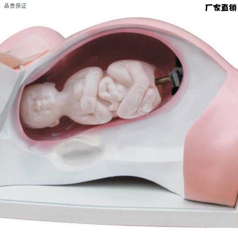 ENOVO颐诺分娩机转模型分女性分娩妇产科教Q学用具分娩过程骨盆