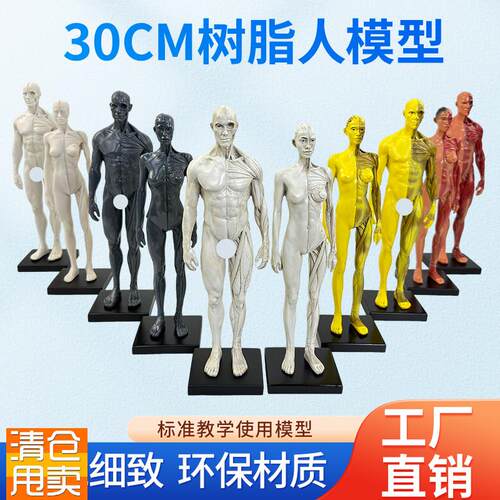 30cm艺用树脂肌肉人骨骼解剖人体模型结构美Q术CG绘画雕塑教学