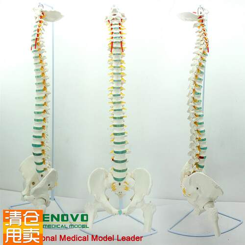 ENOVO颐诺医学人体脊柱w模型脊椎骨盆颈椎胸椎腰椎整骨科骨骼模型