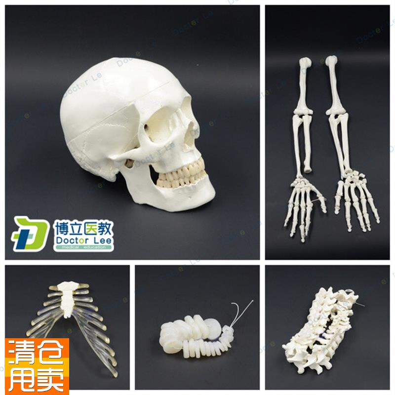 人体全身散骨模型170CuM真人仿真骨骼骨科骨架模型艺用正骨教学