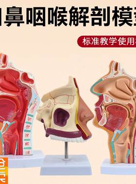 人体鼻腔解剖模型k口腔咽和喉正中矢状断鼻咽腔喉咽腔耳鼻喉科