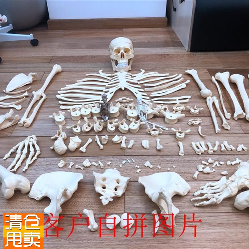 人体1:1人体i骨骼散骨骷髅骨架教学模型医用讲解展示标本玩具