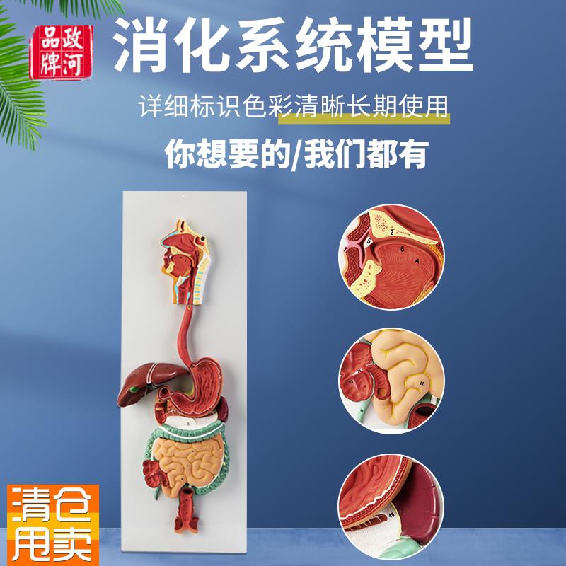 人体消化系d统模型内脏器官解剖心脏鼻咽喉肠胃医院学校用教学教