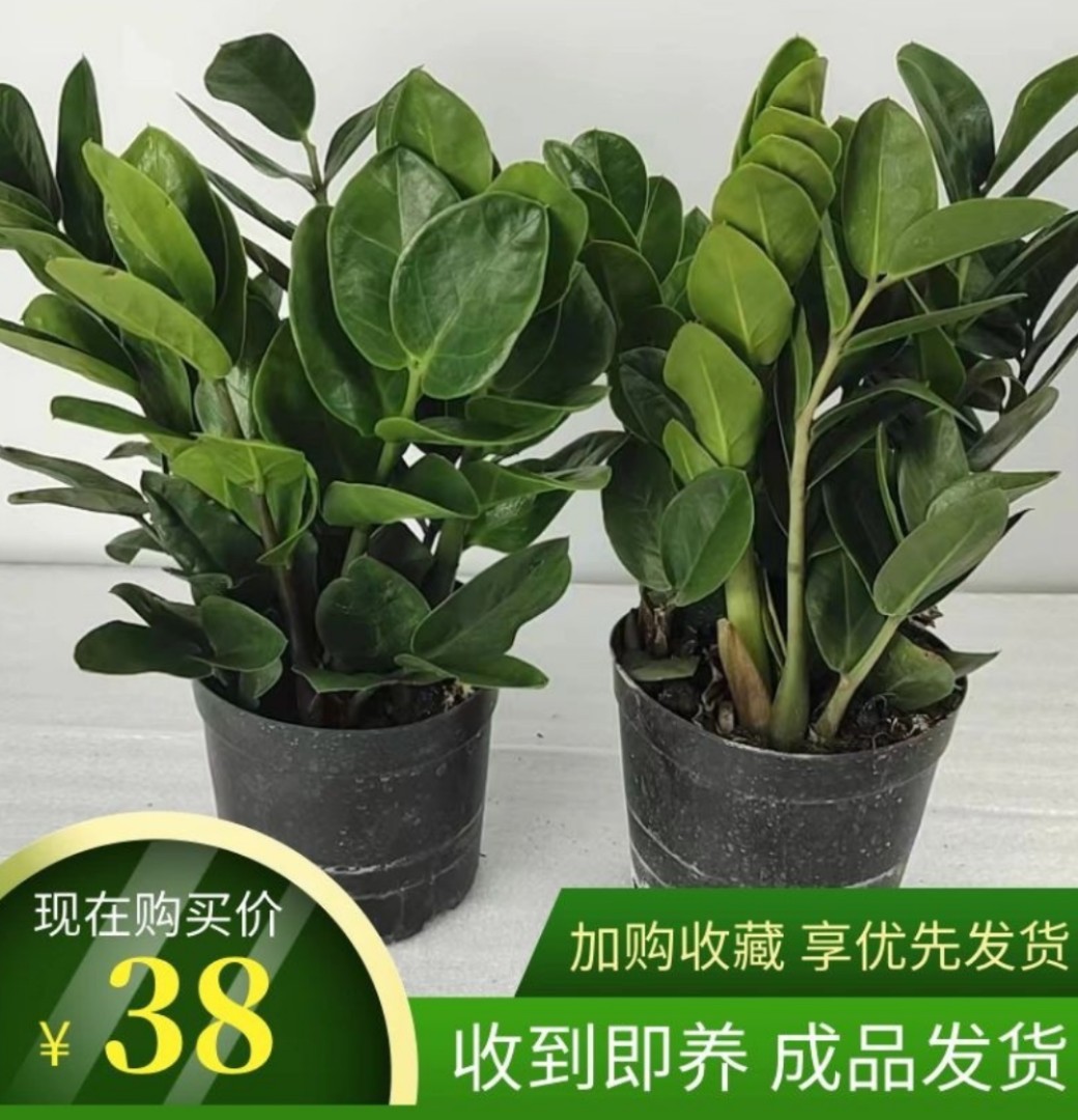 圆叶金钱树盆栽室内招财钱串子四季常青办公室客厅小绿植物发财树
