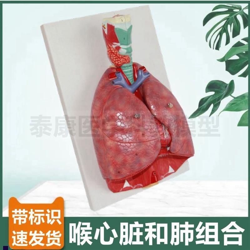 喉咙气管肺支气管肺模型心脏胸腔器官G心肺复苏临床教学医患医药