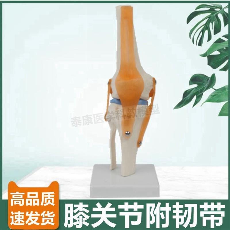 可弯曲膝关节模型伸曲活动半月板韧带膝盖功N能练习下肢腿骨脚踝