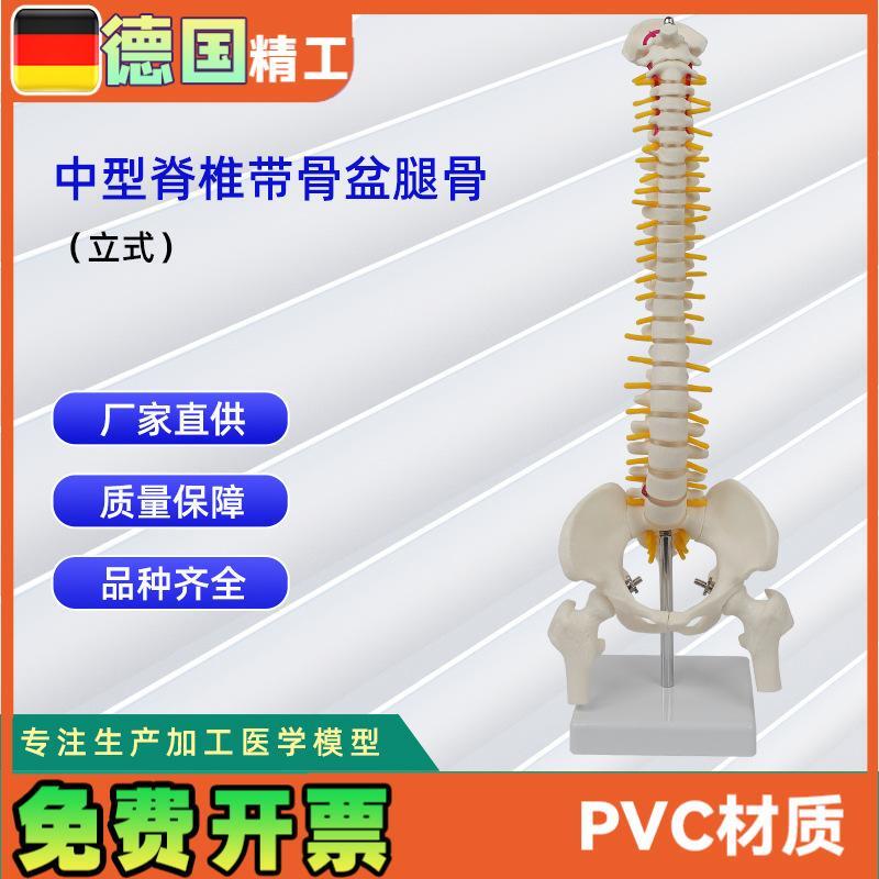 中型脊椎带骨盆腿骨模型立式N人体脊椎教学模型