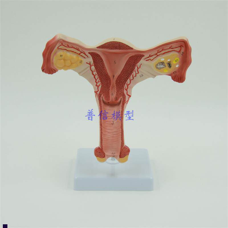 子宫模型生殖器解n剖模型计划生育示教模型教用医用解剖模型