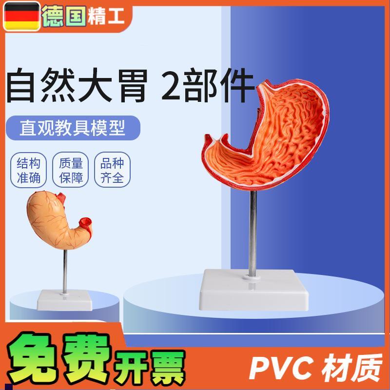 德国自然大胃2i部件生物胃部解刨模型教学用品学生上课实验教材