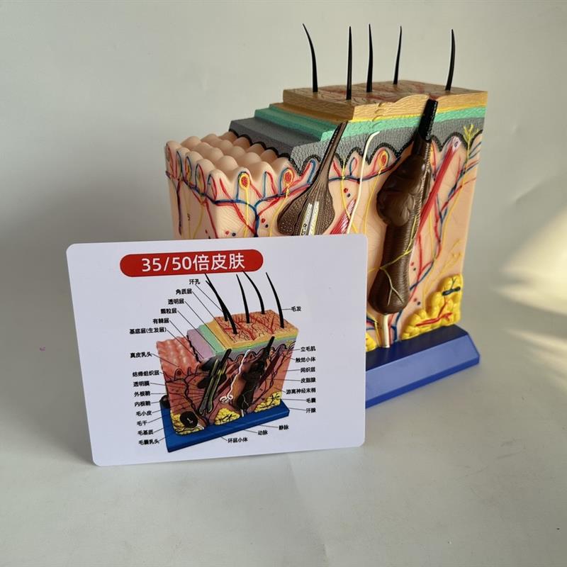 50倍人体皮肤组织结o构放大解剖模型 医学美容整形立体皮肤模型