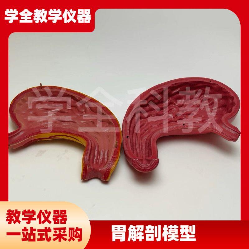 人体胃解剖结构模型放大可拆装部件医学医院学校生物X教学讲解摆