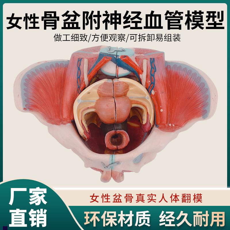 女性人体骨盆附生殖器官血管神z经肌肉解剖分娩演示教学盆底肌模