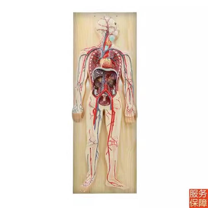 人体血液循环h系统模型 人体肺循环心血管介入心脏解剖模型