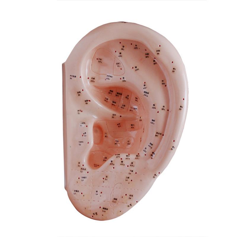 人体耳针灸教学m训练模型40CM中医用经络穴位模具