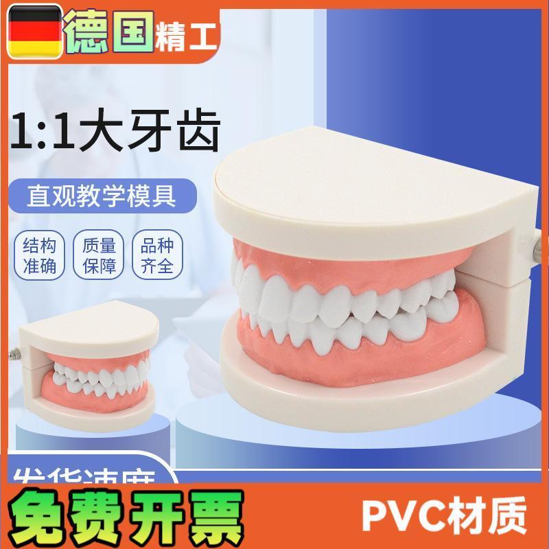 1比1大口腔模型牙模型模具教具模具牙科教学模型 U可拆卸口腔假牙