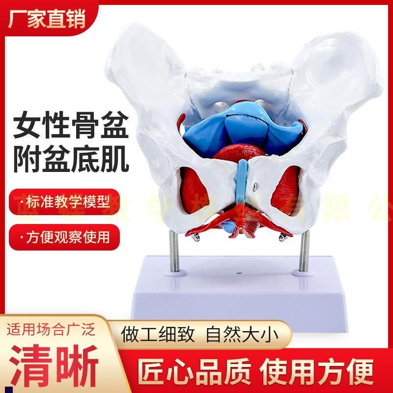 女性骨盆盆底肌肉j模型人体分娩产后恢复解剖医学盆腔器官结构教