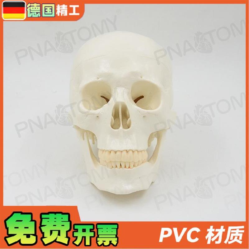 德国】11大小白色仿真r人体头颅骨骷髅头骨模型可拆卸 美术素描