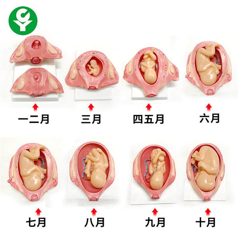 胎儿妊娠发育过程模型/怀孕胎儿模型/妊娠胚胎发T育模型计划生育