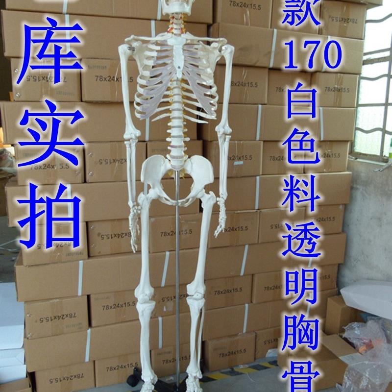 美术 素描 医用艺用标准的170cm人体骨骼模型 T骨架 模型 标本