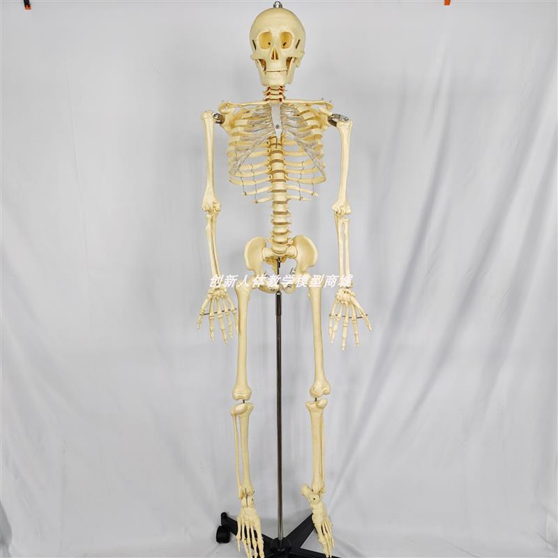 130CM人体骨骼骨架标本u模型带脊椎神经可拆卸可活动 医用教学教