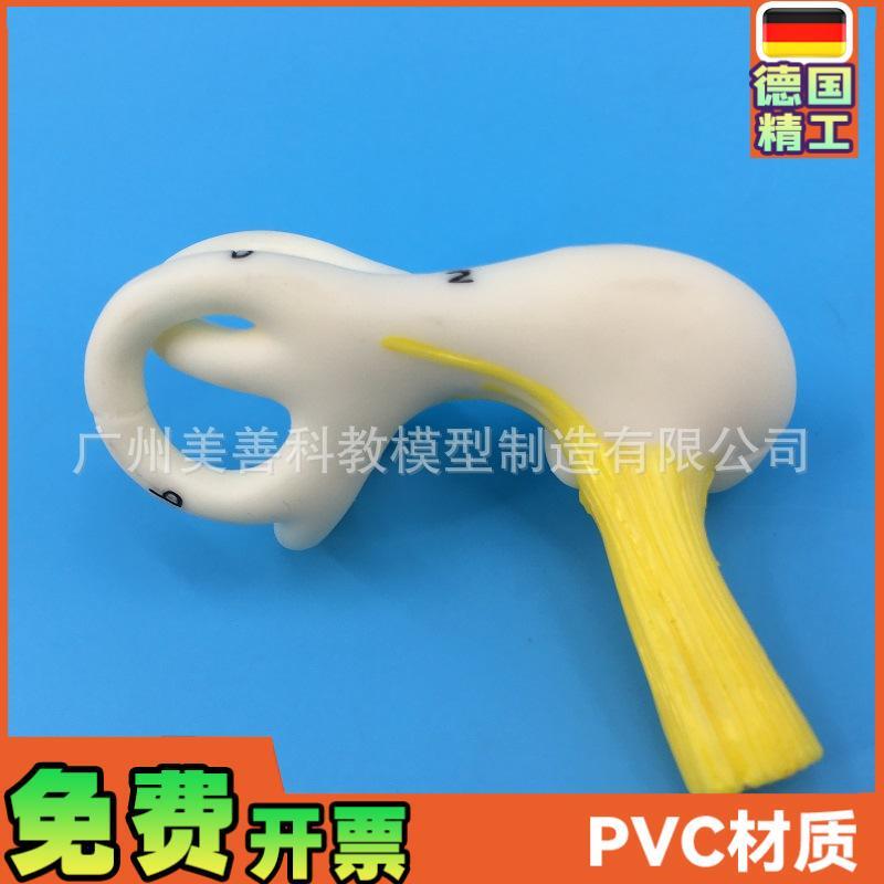 人体耳朵半规管 耳蜗 半规管解剖模型 J内耳 耳模型 耳迷路模型
