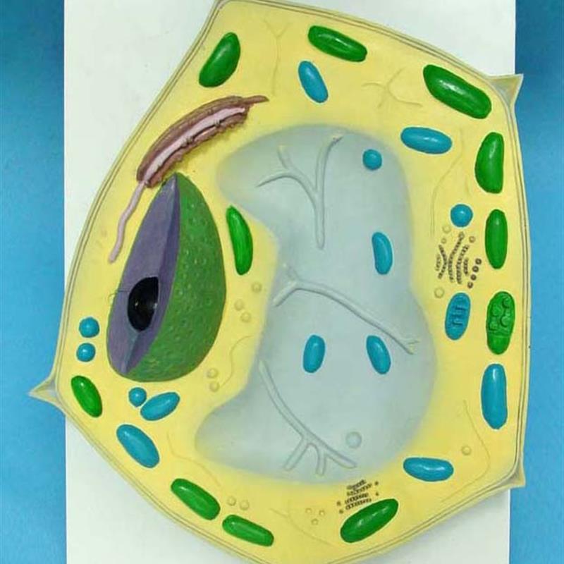 植物细胞亚显h微结构细胞亚显微结构模型科教仪器医学教学专用