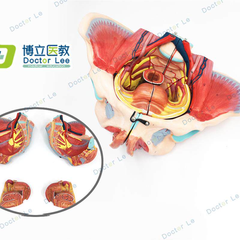 高级女性骨d盆附生殖器与解剖模型生殖器官和女性盆腔模型